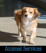 Sumner, WA Animal Service